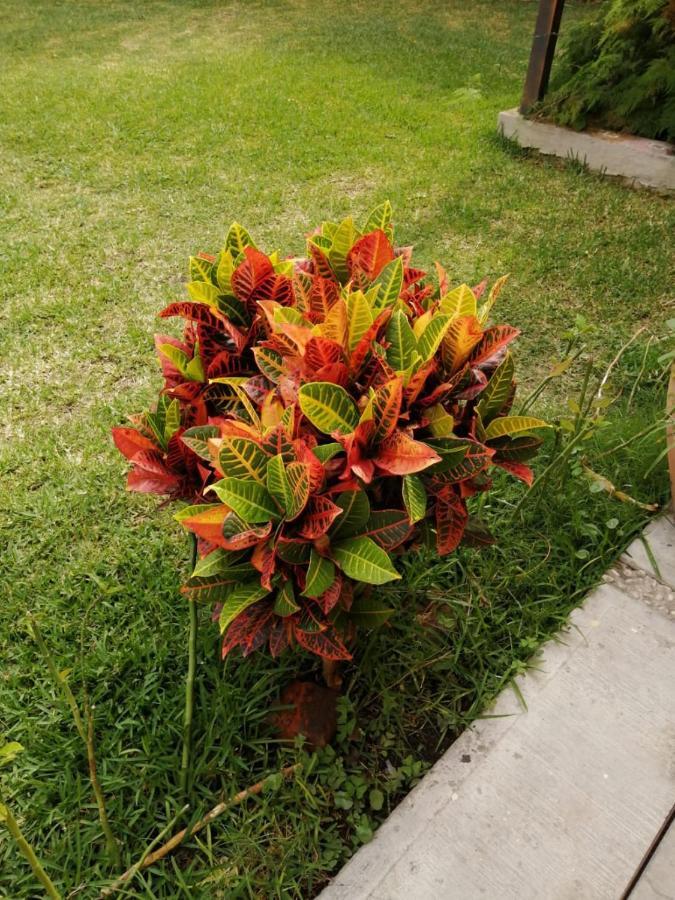 Hotel Quinta Del Descanso Cuautla  Buitenkant foto